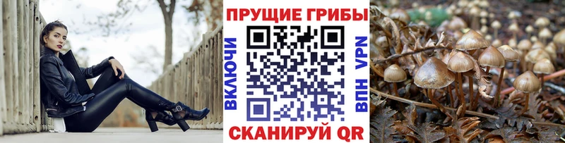 Псилоцибиновые грибы прущие грибы Березники
